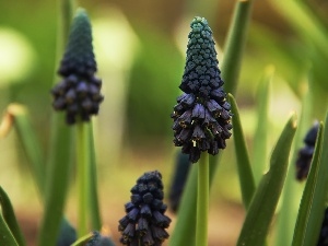 blue, Colourfull Flowers, Muscari