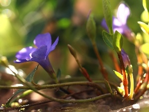 blue, Colourfull Flowers, myrtle