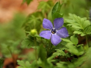 blue, Colourfull Flowers, myrtle