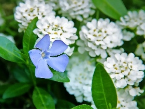 blue, Colourfull Flowers, myrtle