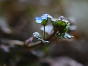 blue, Colourfull Flowers, speedwell