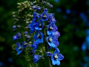 Blue, garden, Flowers, larkspur