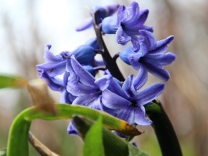 blue, hyacinth
