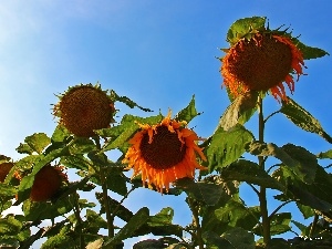 blue, Sky, Nice sunflowers