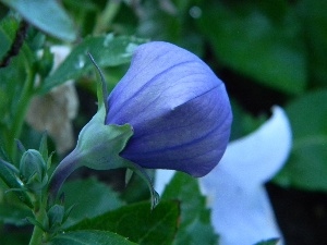 blue, bud, Platycodon grandiflorus