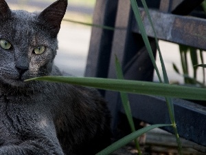 Russian Blue, cat