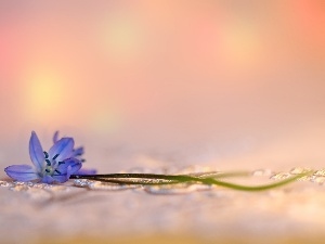 blue, Colourfull Flowers, Siberian squill