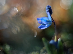 blue, Colourfull Flowers, Siberian squill