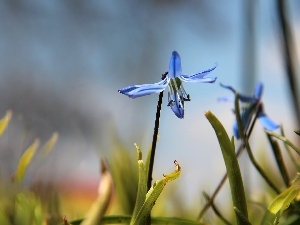 blue, Colourfull Flowers, Siberian squill