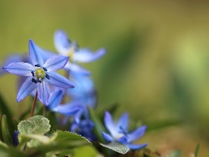 Blue, Flowers, Siberian squill