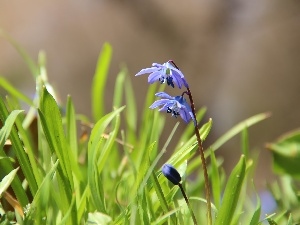 Blue, Flowers, Siberian squill