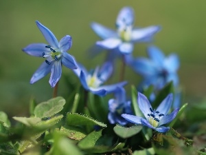 Blue, Flowers, Siberian squill