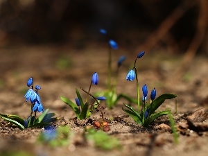 Blue, Flowers, Siberian squill