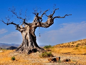blue, Baobab, dry, Sky, trees