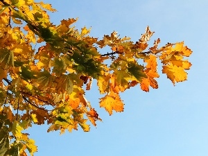 blue, Leaf, Yellow, Sky, Autumn