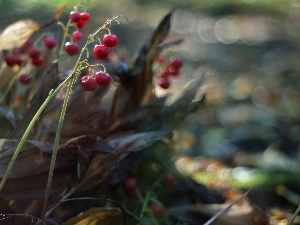 blueberries, Red, lilies, Fruits, fades