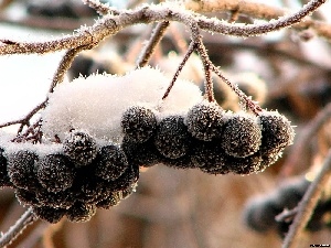 Icecream, blueberries, White frost, Black, snow, without