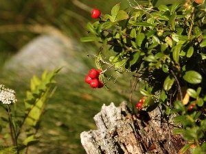 blueberries, Red