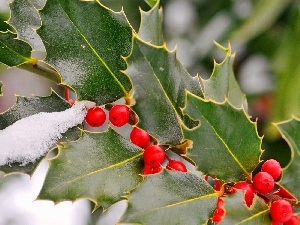 snow, blueberries, Red, winter, Leaf, twig, Kalina