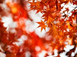 blur, palmaceous, autumn, maple