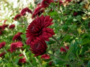 Chrysanthemums, blur, Red