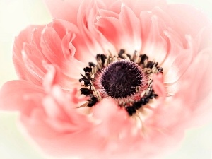 Close, blur, anemone