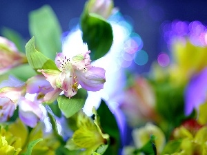 blur, Close, Flowers, Alstroemeria