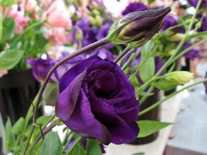 blur, Eustoma, Garden, Violet