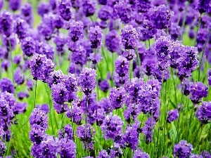 Meadow, blur, lavender