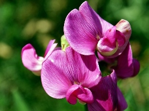 orchid, blur, Pink