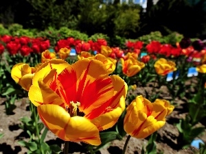 Tulips, blur, Garden