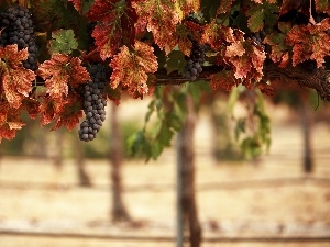 blur, Leaf, vineyard, grapes