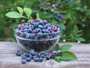 board, blueberries, bowl, leaves, Black