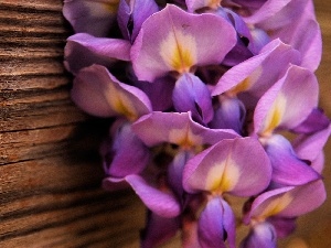board, orchids