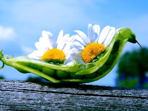 peas, board, Flowers