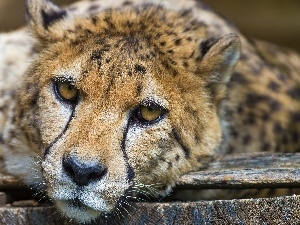 boarding, The look, Cheetah