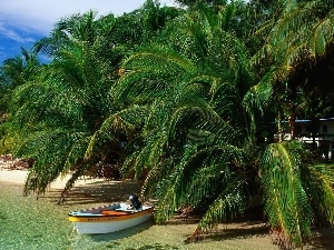 Boat, Palms, Sky, sea