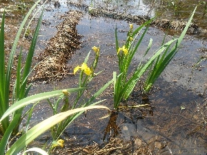 Irises, bog, flourishing