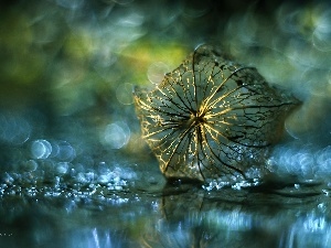 Bokeh, dry, physalis bloated, plant