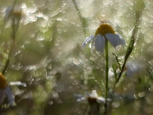 Bokeh, chamomile