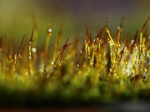 Bokeh, blades, drops, mosses, Close, lichens