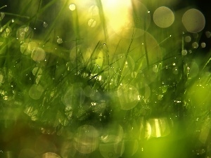 drops, Bokeh, grass