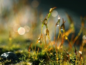 Bokeh, blades, Moss, Close