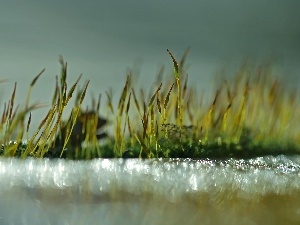 Bokeh, Close, Moss, blades