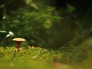 Moss, Bokeh, Mushrooms