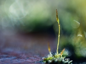 Bokeh, stalk, Moss, Lichen
