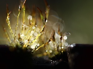 Bokeh, blades, mosses, lichens