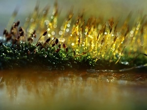 Bokeh, Close, mosses, lichens