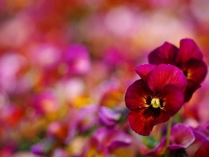 pansies, Bokeh, claret