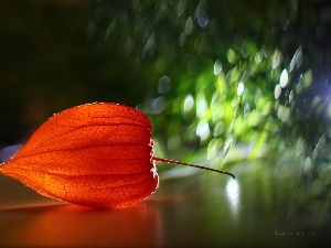 plant, Bokeh, physalis